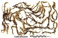 藏品(小蔓苔)的圖片